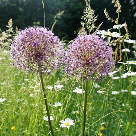 Rappenhof 3* Бройна