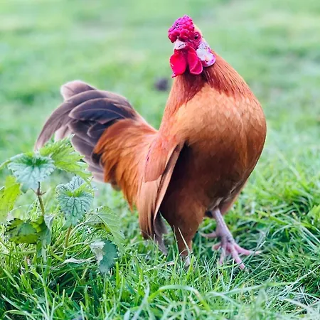 Отель Rappenhof