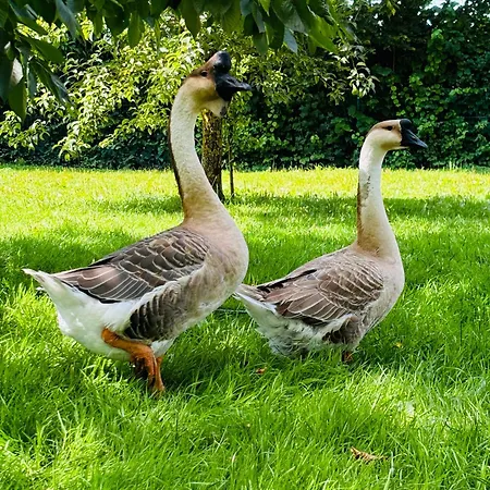 Отель Rappenhof Бройна