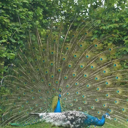 Rappenhof Отель