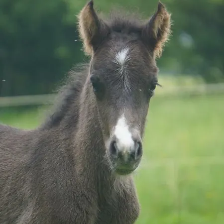 Отель Rappenhof 3*