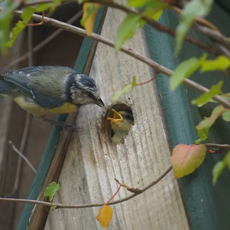 Rappenhof 3* Бройна